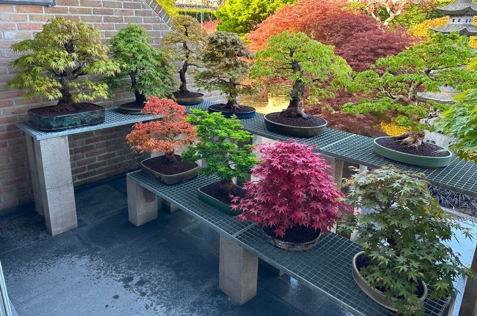Bonsai te koop, Tuin en Terras, Planten | Bomen, Ophalen