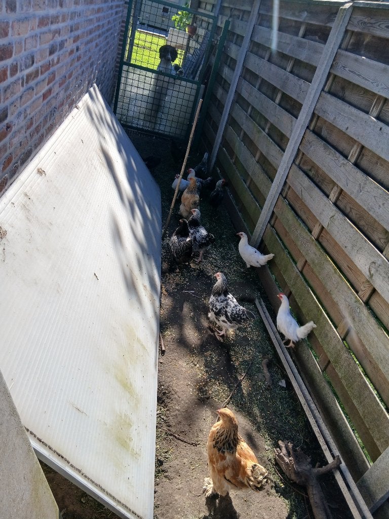 Kippen en hanen, Sexe inconnu, Poule ou poulet