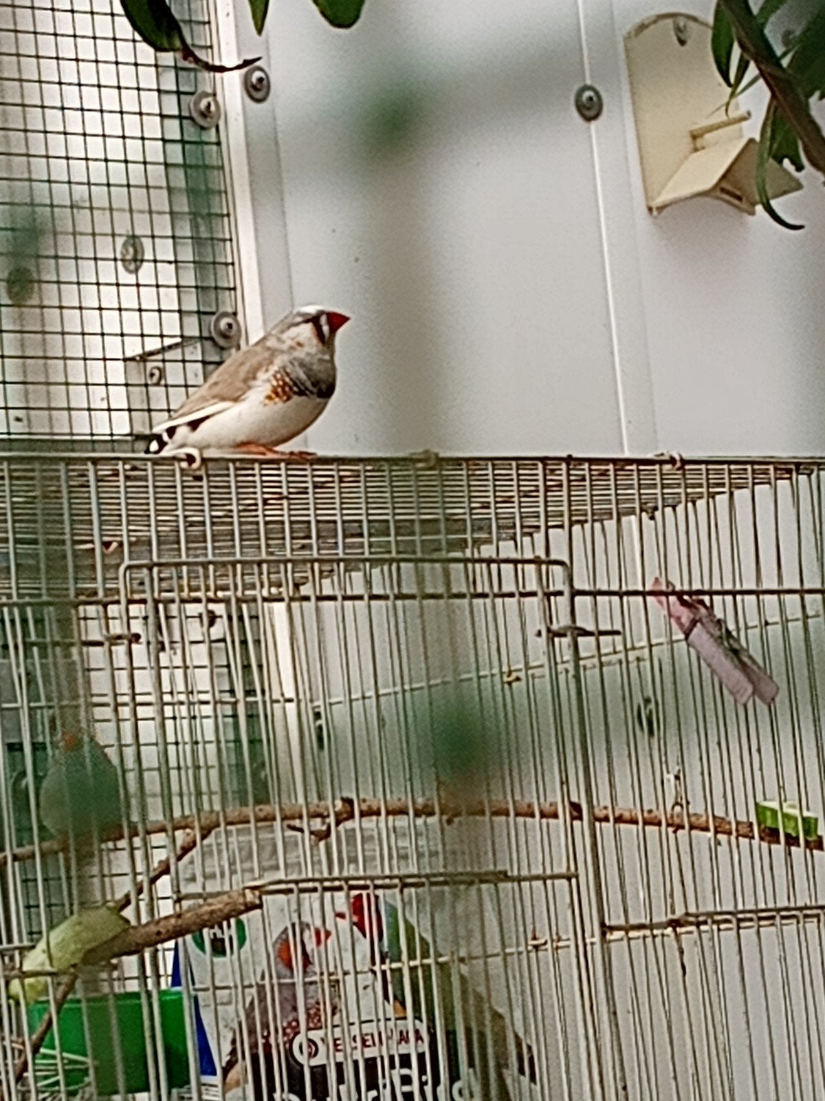 koppel zebravinken, Dieren en Toebehoren