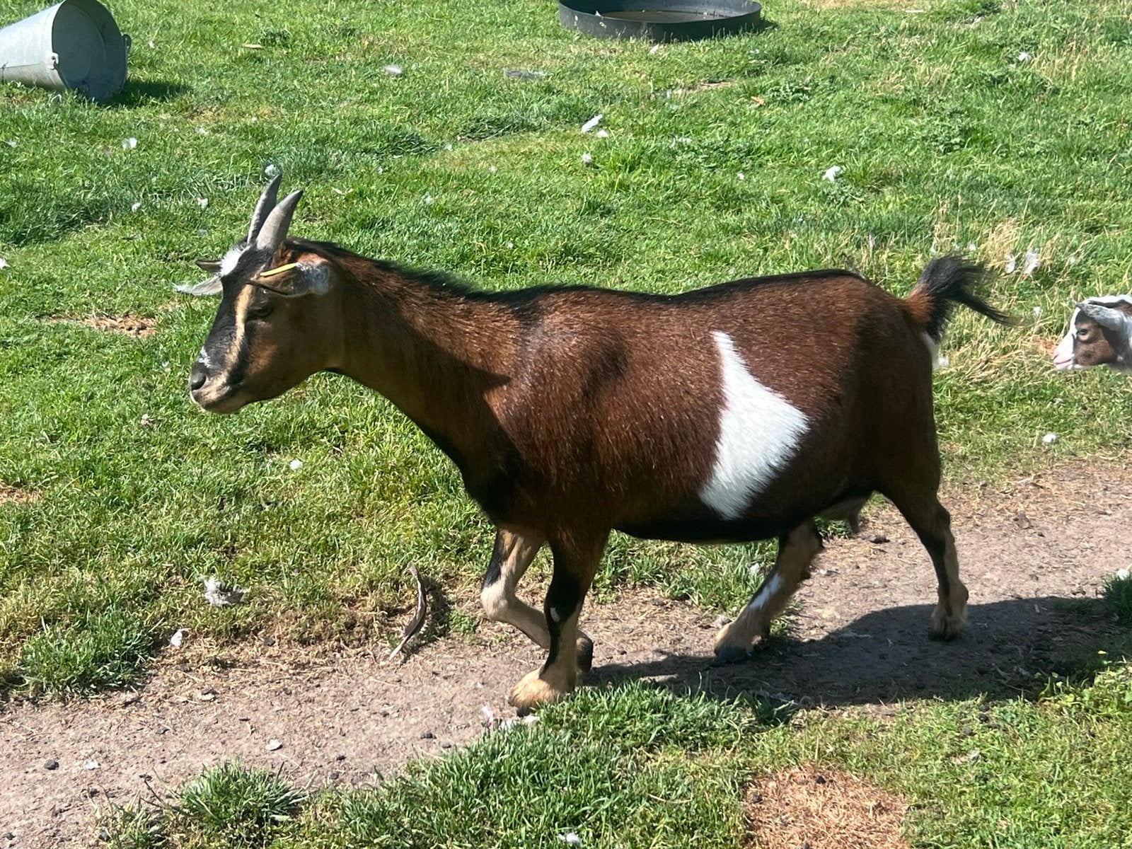 Dwerggeit, Dieren en Toebehoren