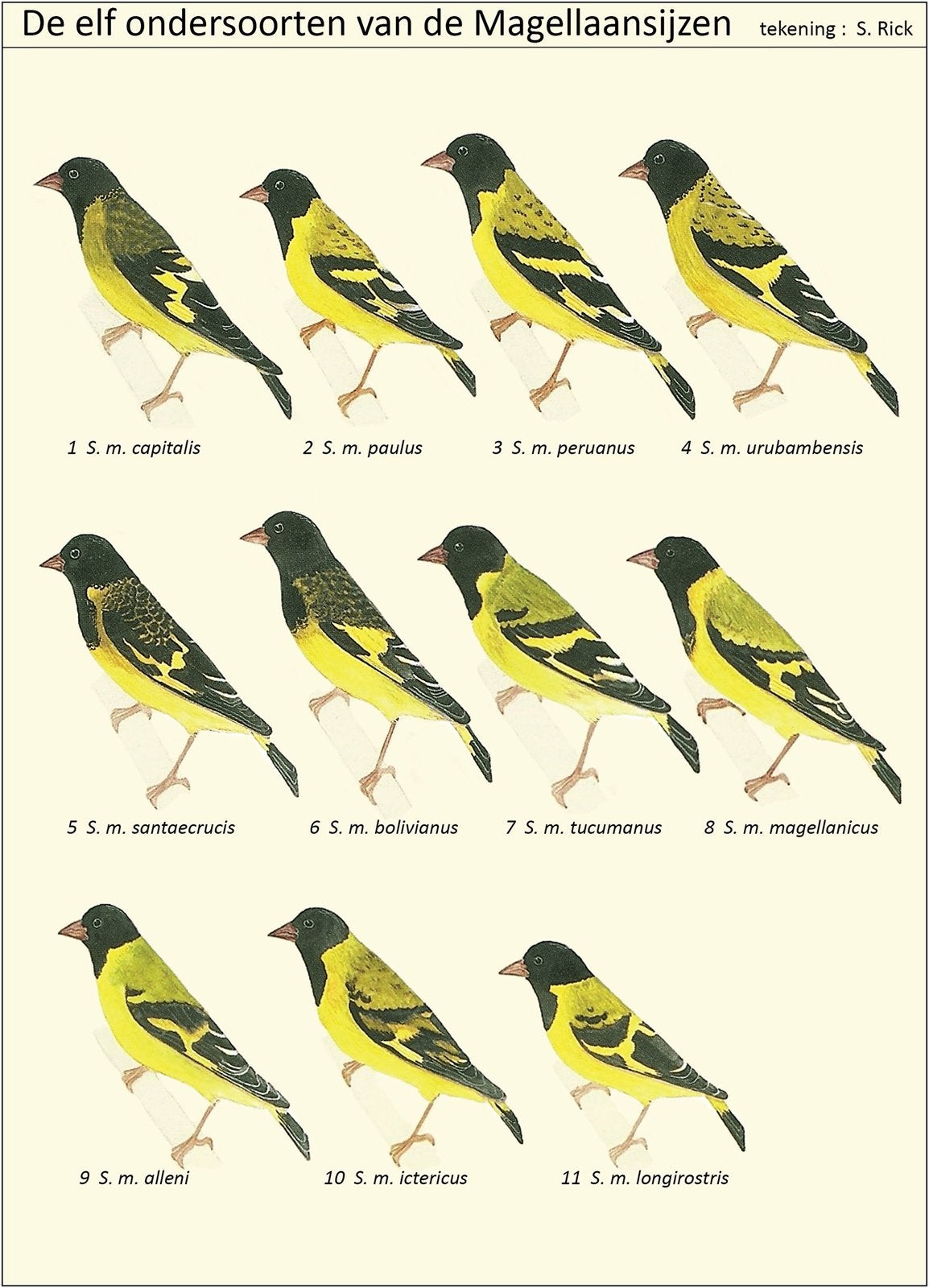 Gezocht Zwartkopsijs - Magelaan sijs, Plusieurs animaux, Oiseau chanteur sauvage, Bagué