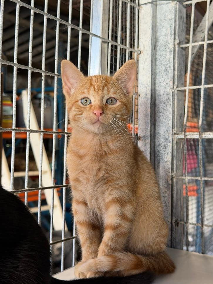 Europese korthaar kittens, Dieren en Toebehoren, Meerdere dieren, Gechipt, 0 tot 2 jaar