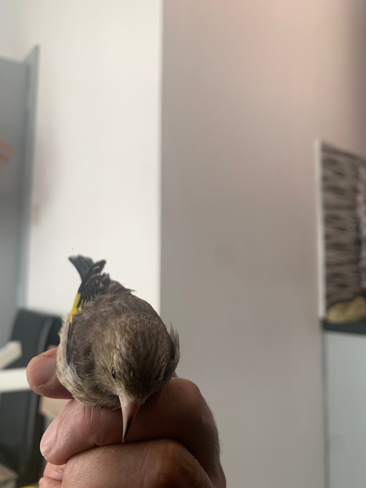 Jonge vrouwelijke parva uit Marokko 70este, Dieren en Toebehoren, Vogels | Overige Vogels, Vrouwelijk
