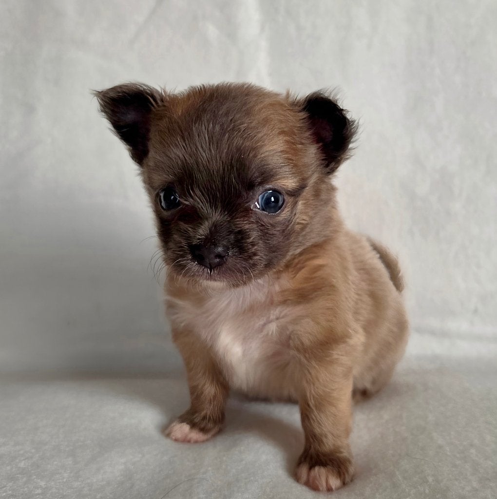Chihuahua pup (reutje), Dieren en Toebehoren, Parvo, België, Particulier, Reu