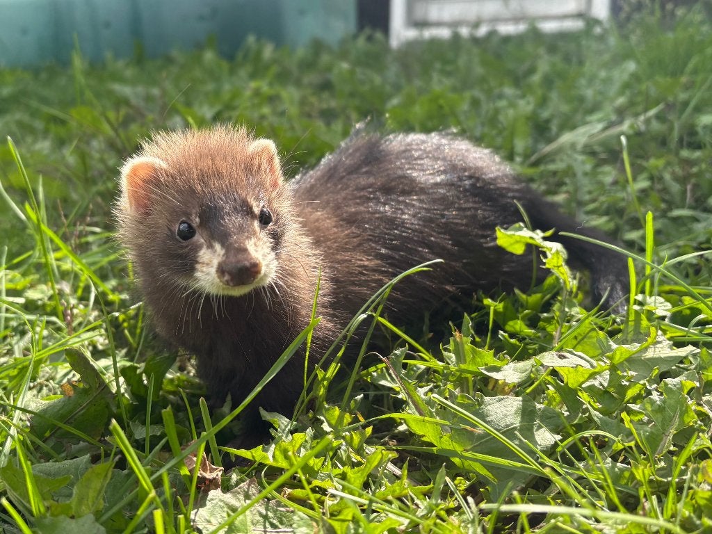 Super tam fretje, Dieren en Toebehoren, Maart, Fret, Tam