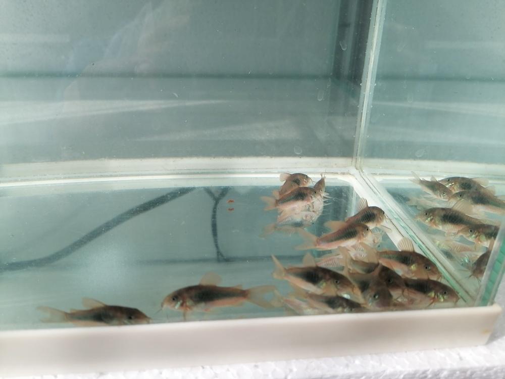 corydoras , black molly , prachtbarbeel, Dieren en Toebehoren, Vissen | Aquariumvissen, Vis, Zoetwatervis, Schoolvis