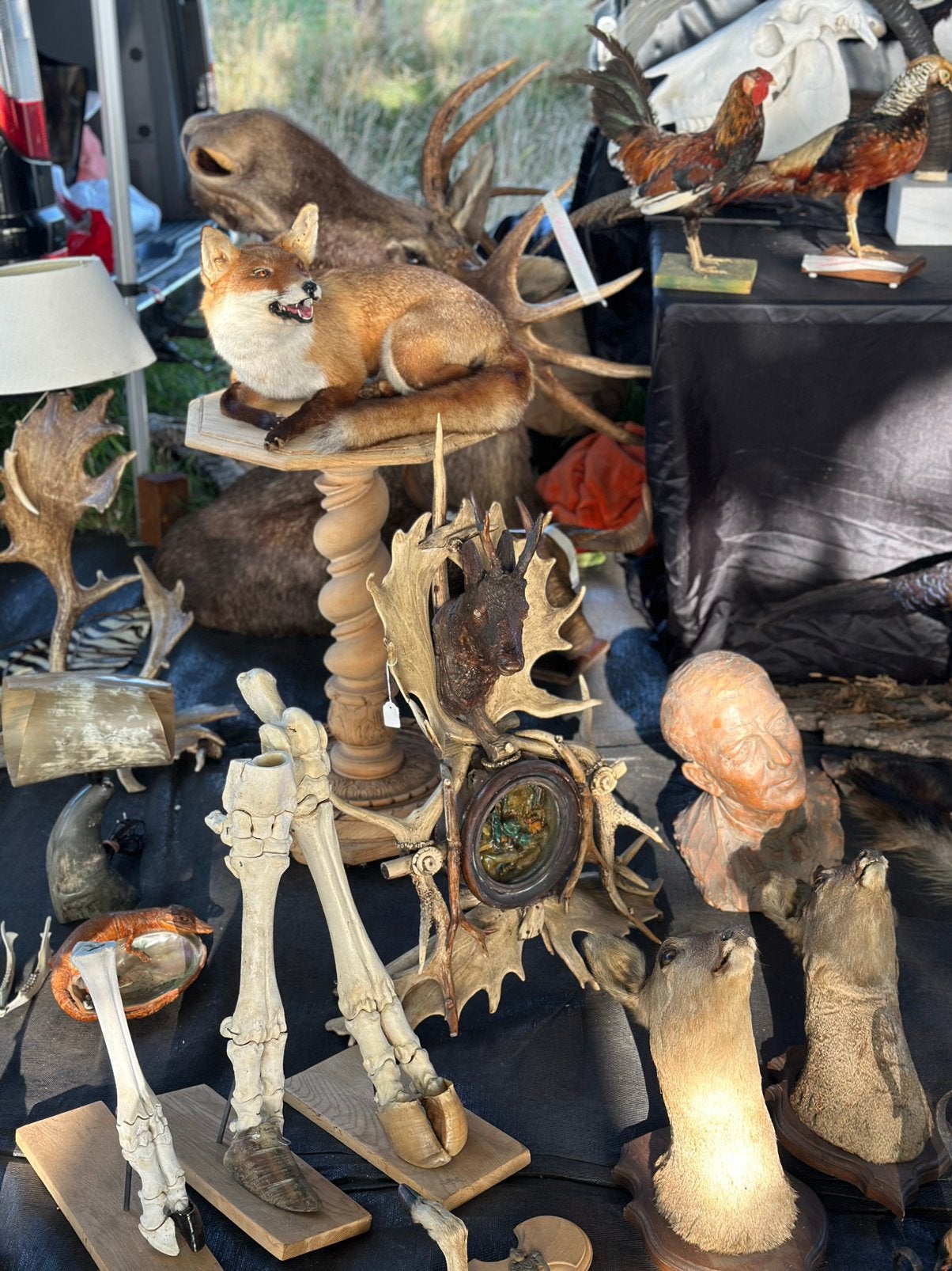 Curiosa te koop, Enlèvement