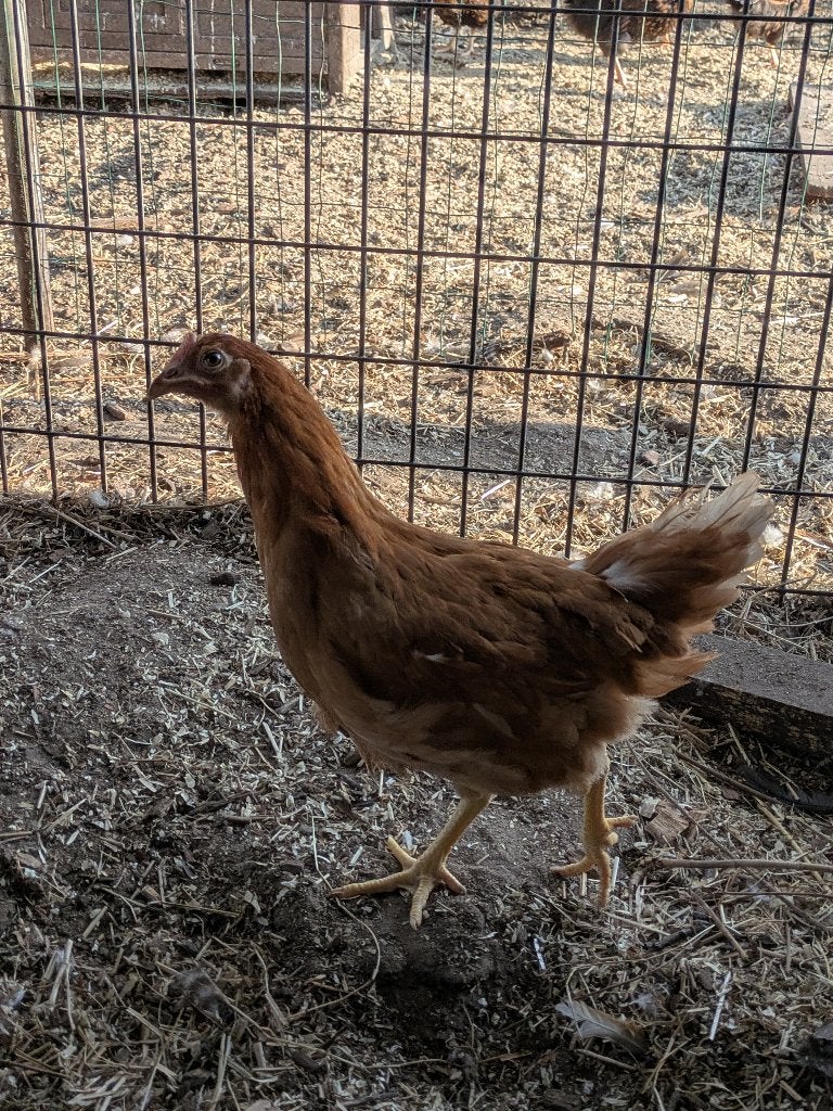 legkippen, Dieren en Toebehoren, Pluimvee