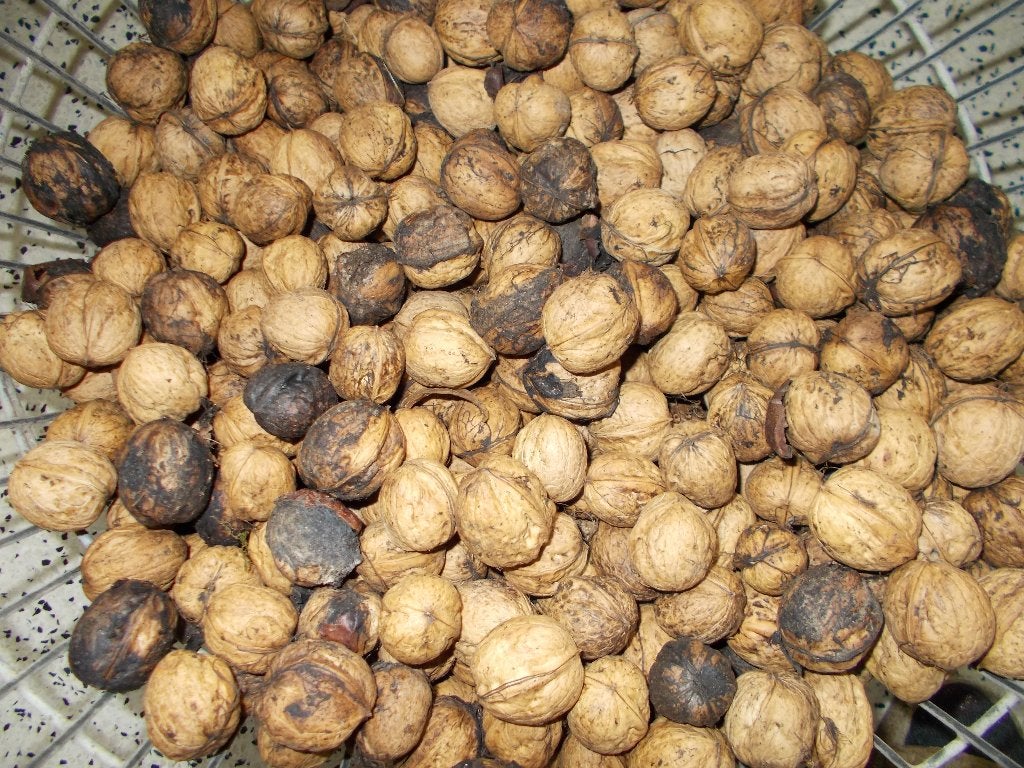 5 kilo okkernoten, Ophalen of Verzenden