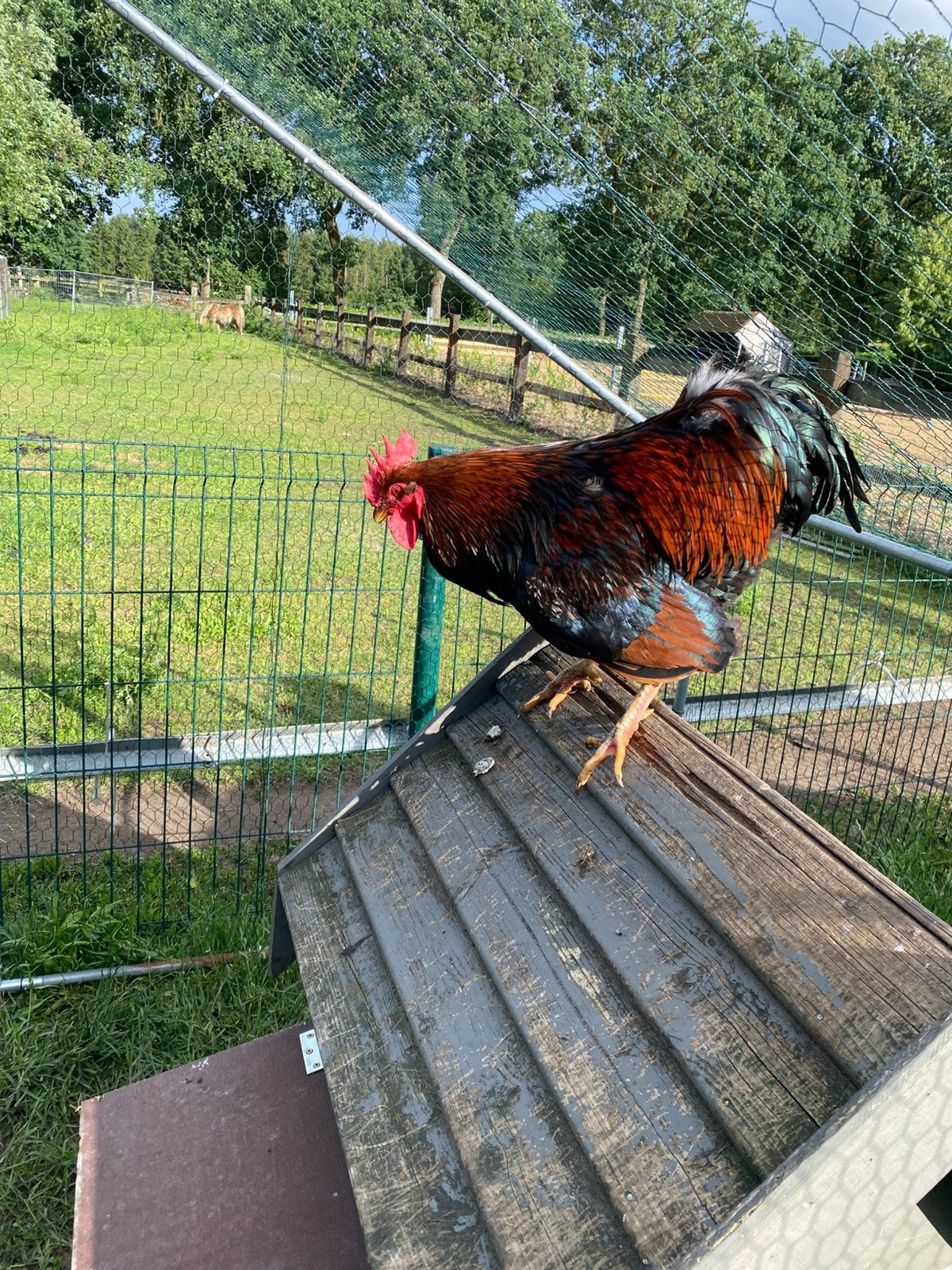 Barnevelder haan, Mannelijk, Kip