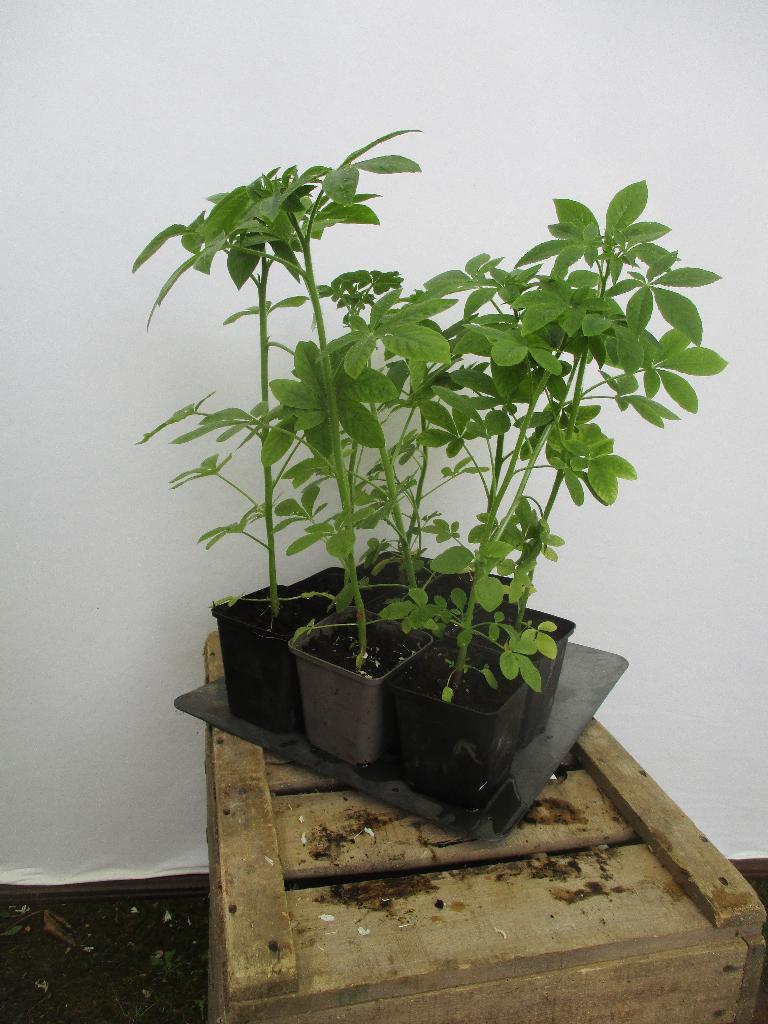 Kattensnor. Cleome Spinosa, Tuin en Terras, Ophalen, Struik