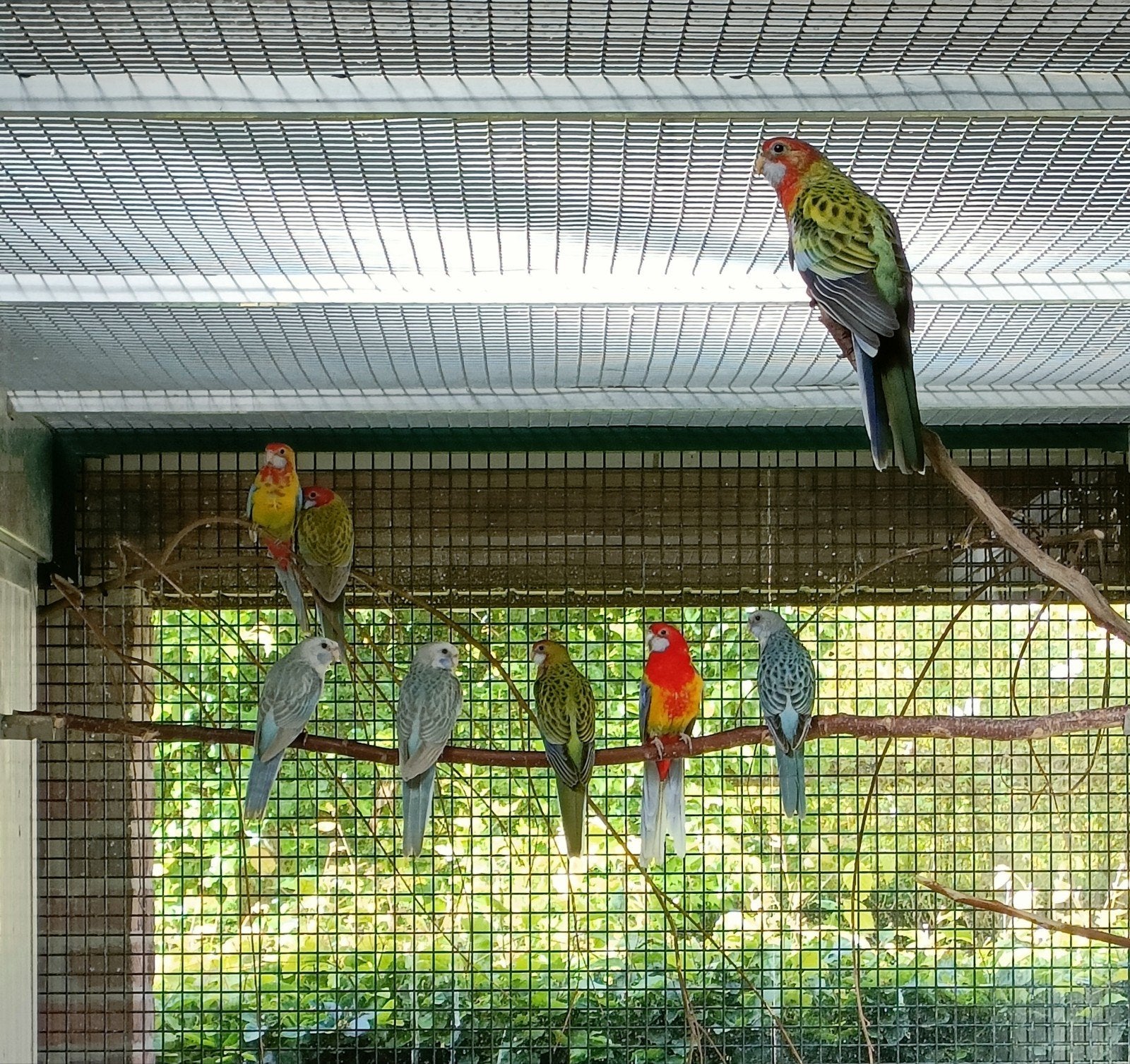 De Rosella, Femelle, Perruche, Bagué