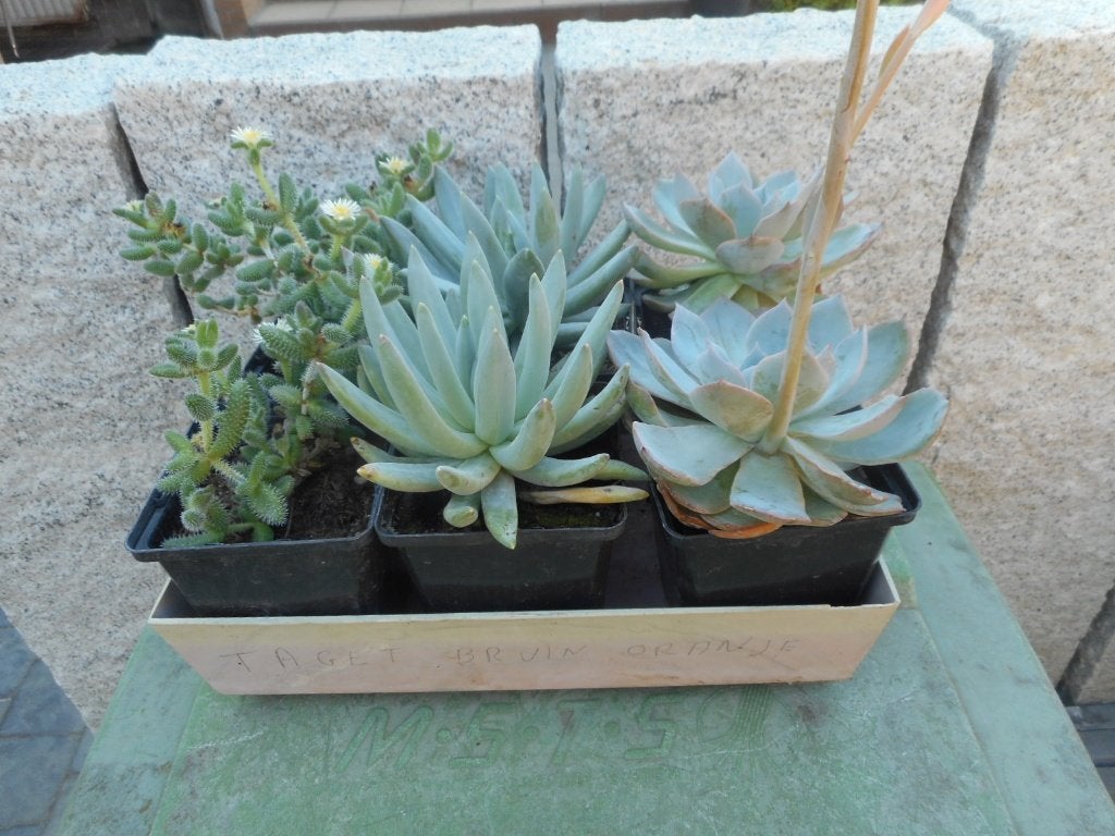 Planten, Tuin en Terras, Ophalen of Verzenden, Vaste plant, Overige soorten, Halfschaduw