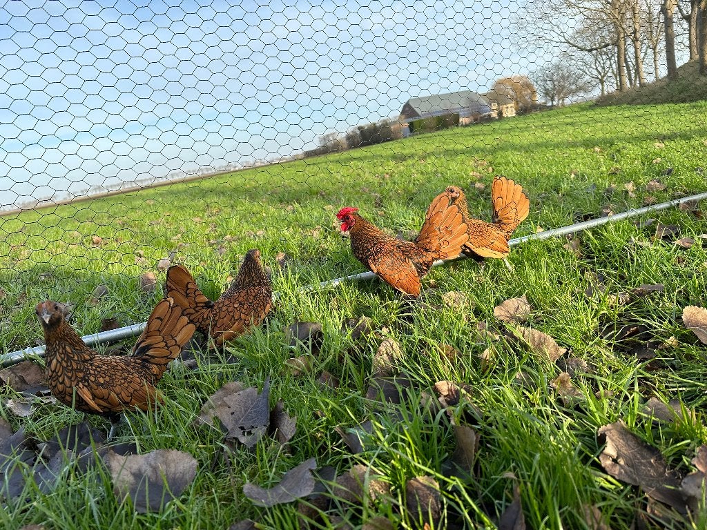 Jonge Sebright goud zwart gezoomd krielen gesekst en ingeënt, Dieren en Toebehoren, Vrouwelijk, Kip