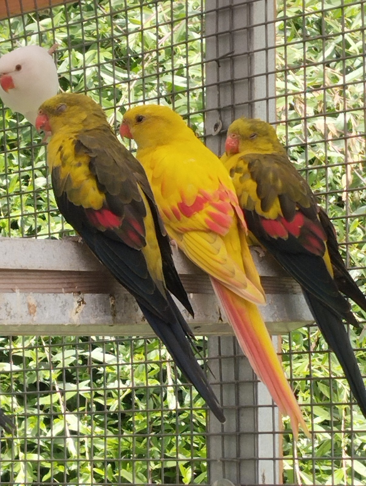 vogels, Dieren en Toebehoren, Meerdere dieren, Parkiet, Geringd