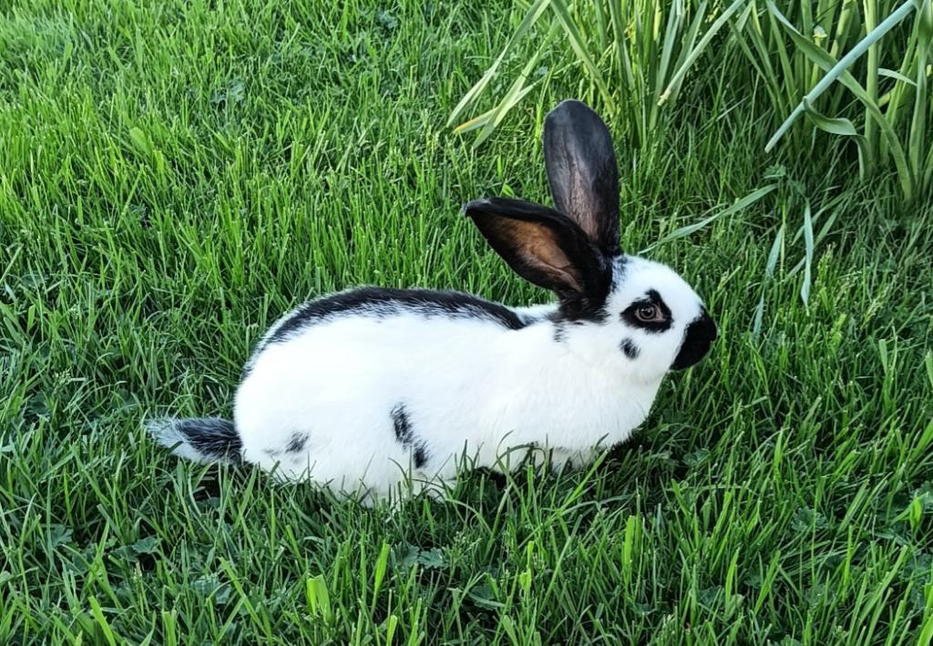 Konijn Lotharinger reuze vlinder ram, Dieren en Toebehoren, Konijnen, Mannelijk, Groot, 0 tot 2 jaar