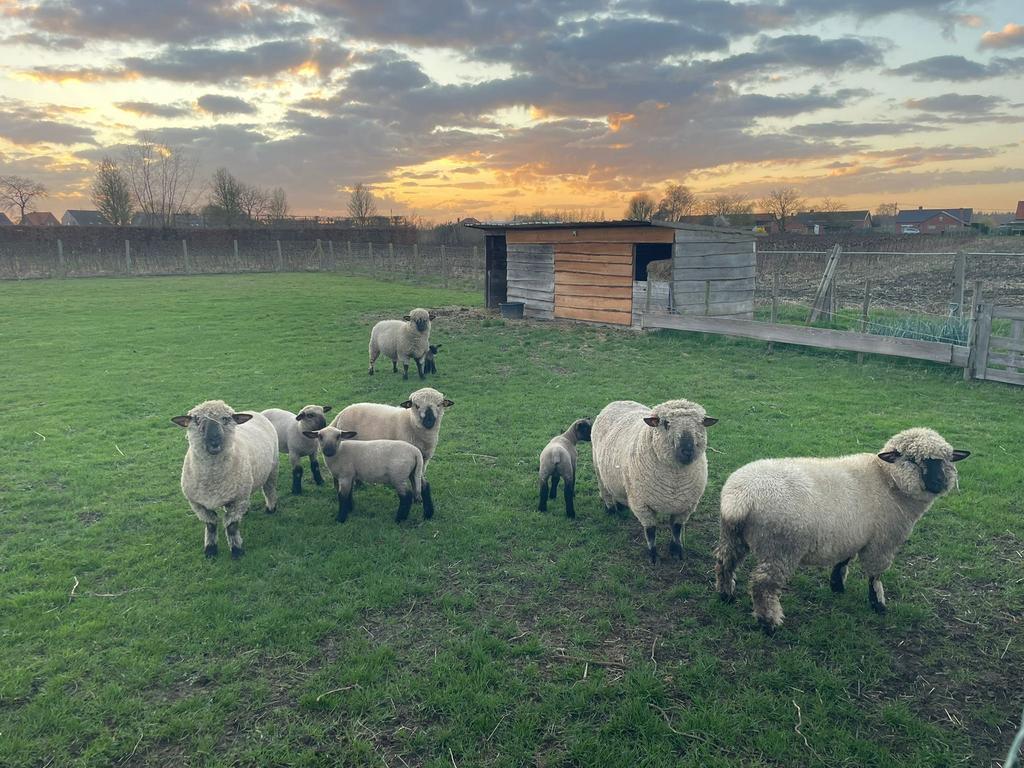 Hampshire down schapen, Mâle, 0 à 2 ans
