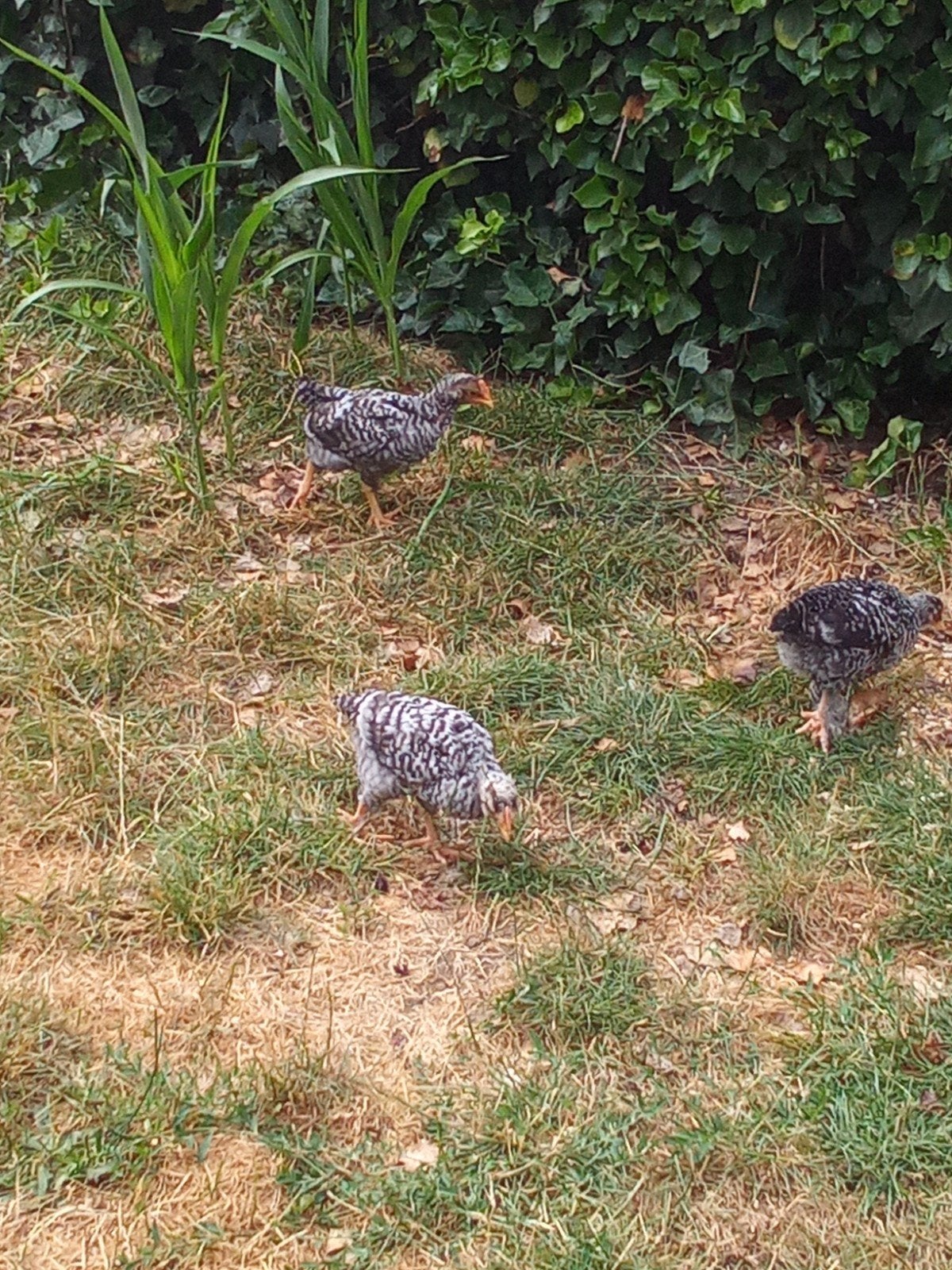 4 hanen van Mechelse koekoek, Dieren en Toebehoren, Pluimvee, Mannelijk, Kip