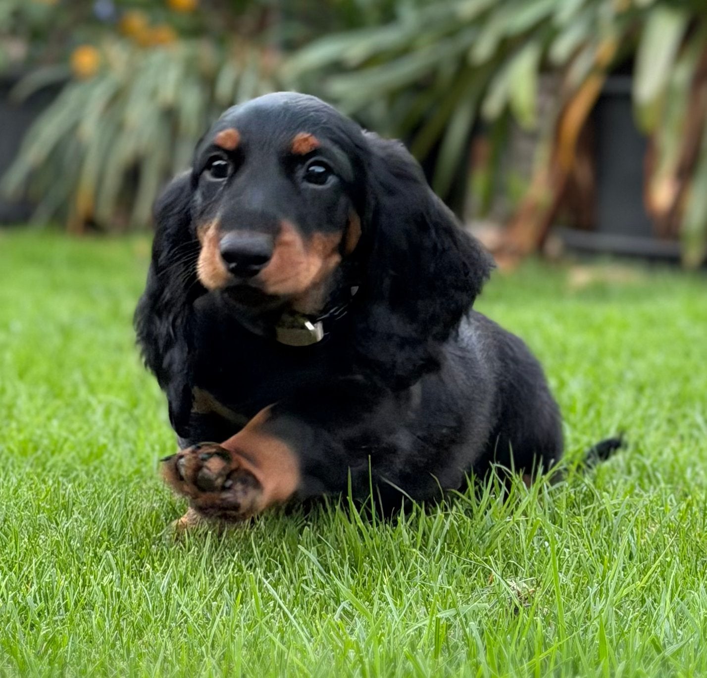 Teckelpups standaard langhaar met fci stamboom, Dieren en Toebehoren, België, Standaard, Fokker | Hobbymatig, CDV (hondenziekte)