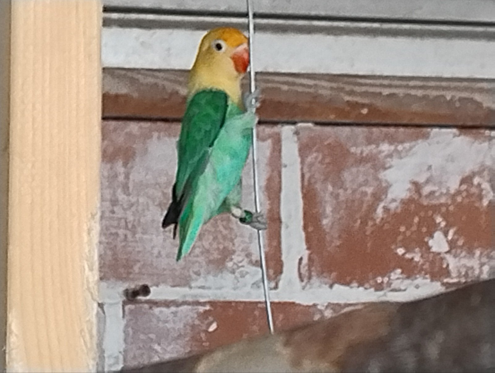 Fischerie's