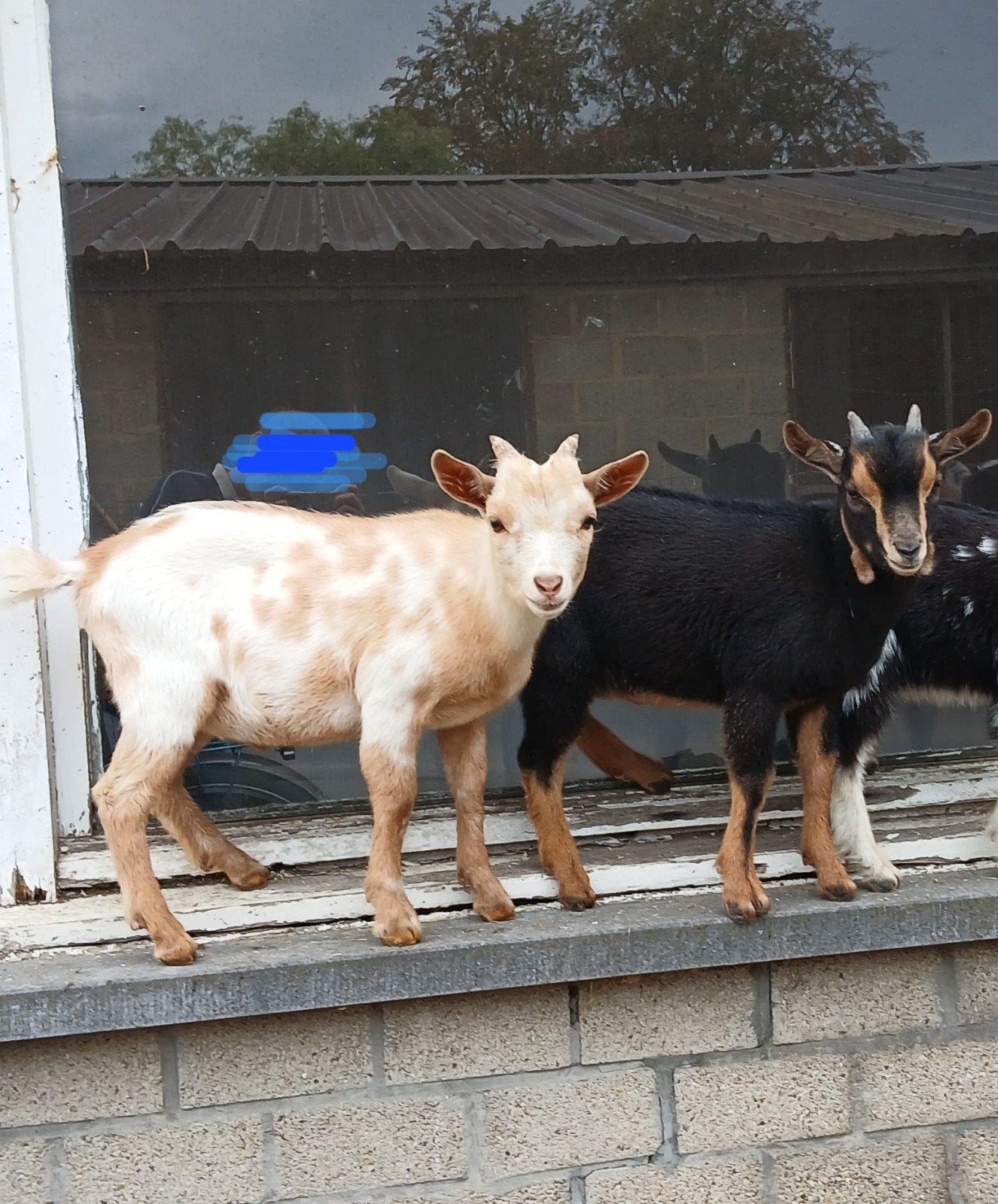 2 mooie bokjes