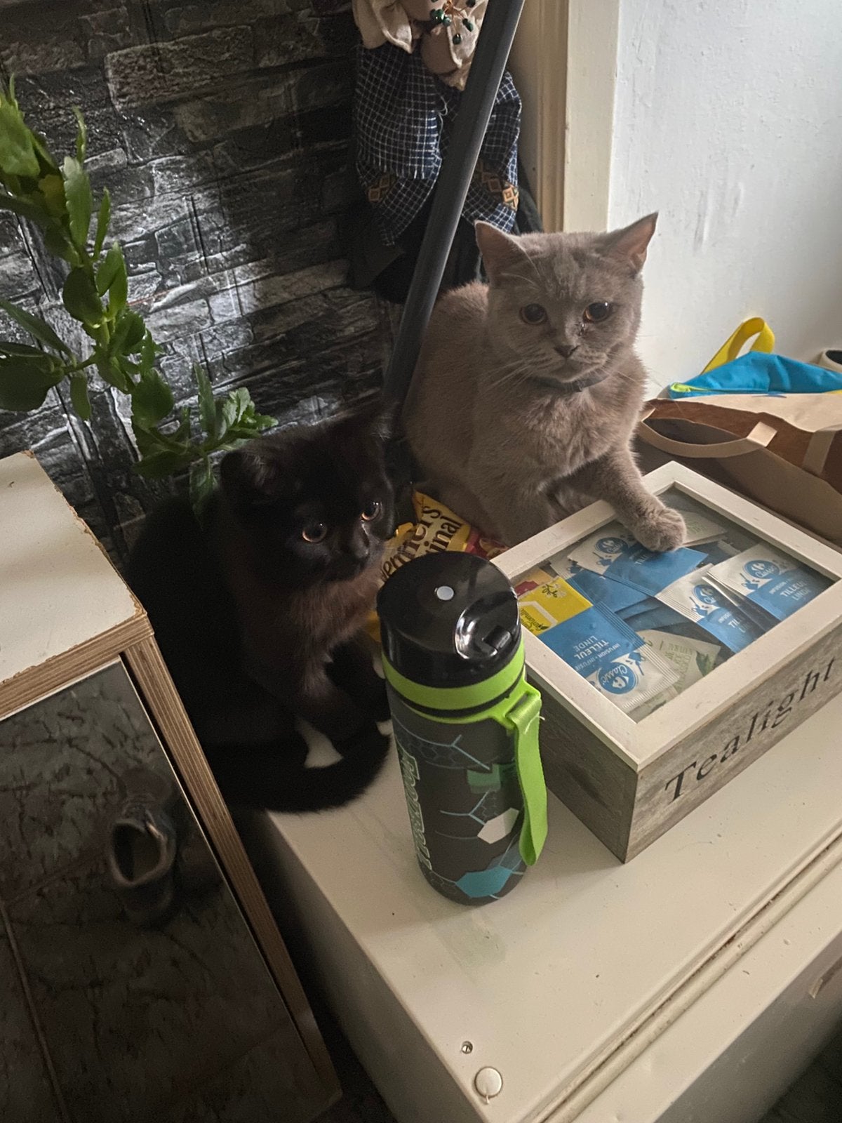 Britse kortharigen, Dieren en Toebehoren, Katten en Kittens | Raskatten | Korthaar, Meerdere dieren, Ontwormd, 0 tot 2 jaar