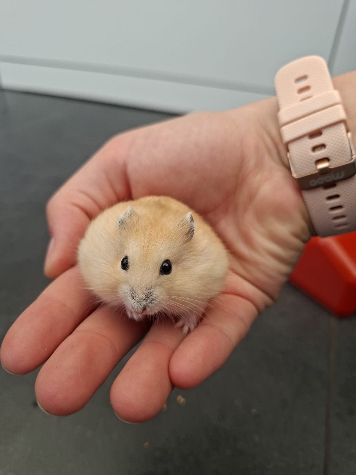 Jeune hamster nain russe, Hamster, Juin, Domestique, Femelle