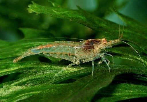 Crevettes d'aquarium Neocaridina — lot de 15 au moins, Animaux & Accessoires, Homard, Crabe ou Crevette, Poisson d'eau douce