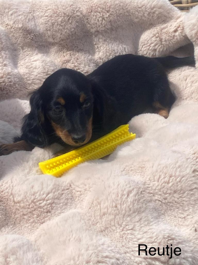 Langharige teckel pup reukes, Dieren en Toebehoren, Parvo, België, Reu, 8 tot 15 weken