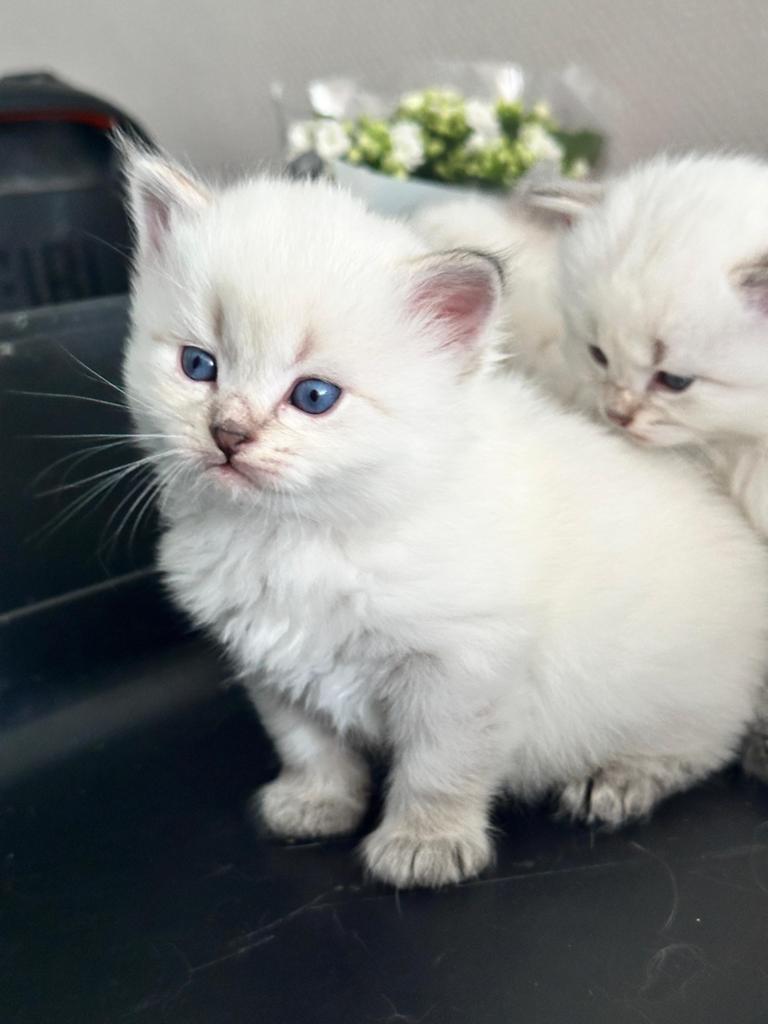 Neva Masquerade kittens te koop, Dieren en Toebehoren, Katten en Kittens | Raskatten | Langhaar, Meerdere dieren, Met stamboom