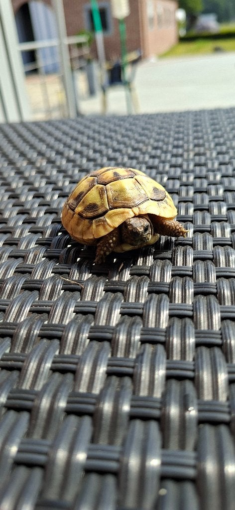 Griekse landschildpadden (1 jaar )- inclusief cites., Dieren en Toebehoren, Reptielen en Amfibieën, Schildpad, 0 tot 2 jaar