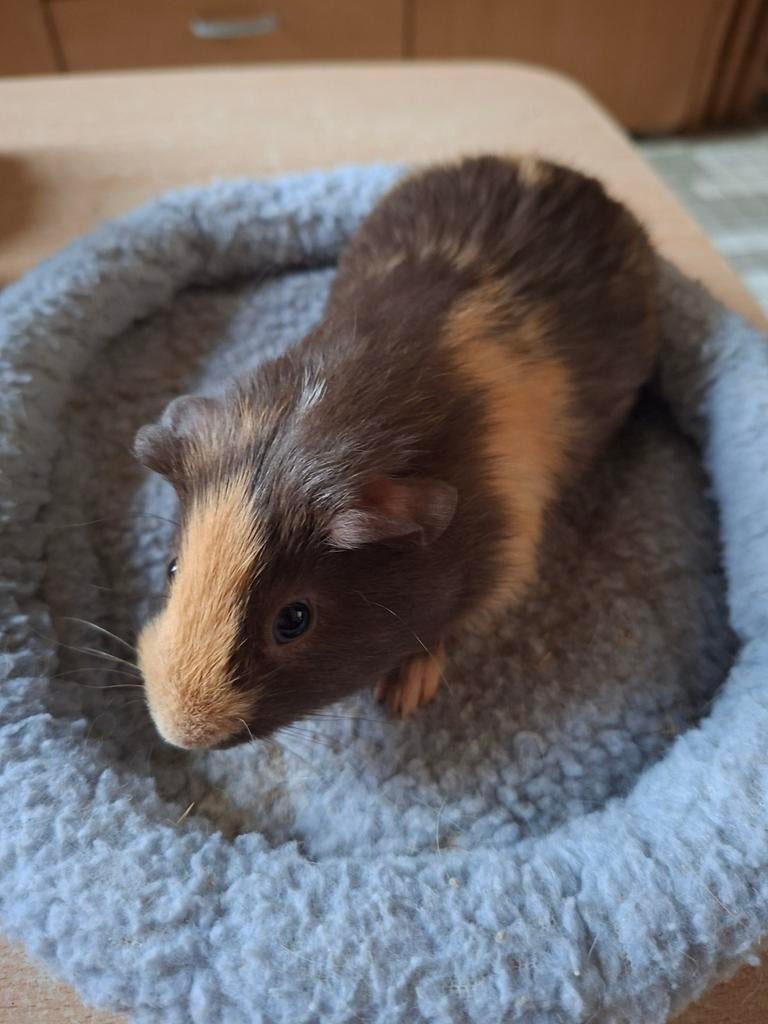 Cavia beertje te koop, Janvier, Mâle, Cobaye