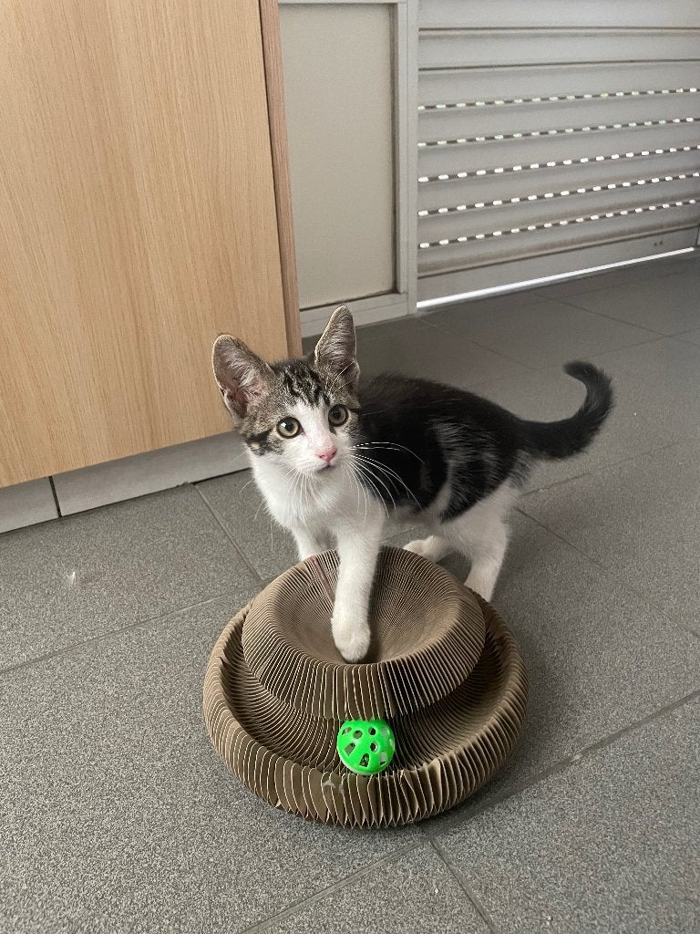 Gratis Europese kortharige kitten, Kater, Ontwormd, 0 tot 2 jaar
