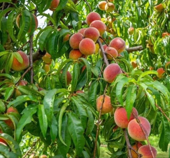 Pecher, Tuin en Terras, Ophalen