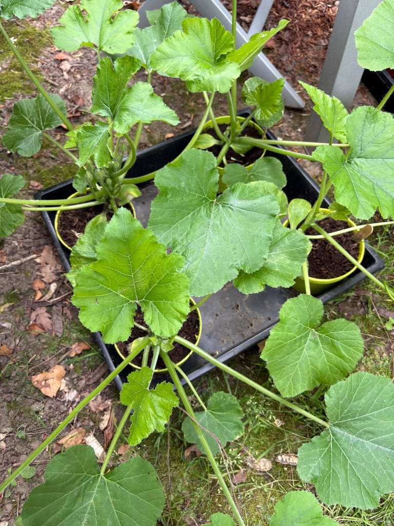 Courgetteplant, Tuin en Terras, Planten | Tuinplanten, Ophalen, Volle zon, Groenteplanten, Eenjarig