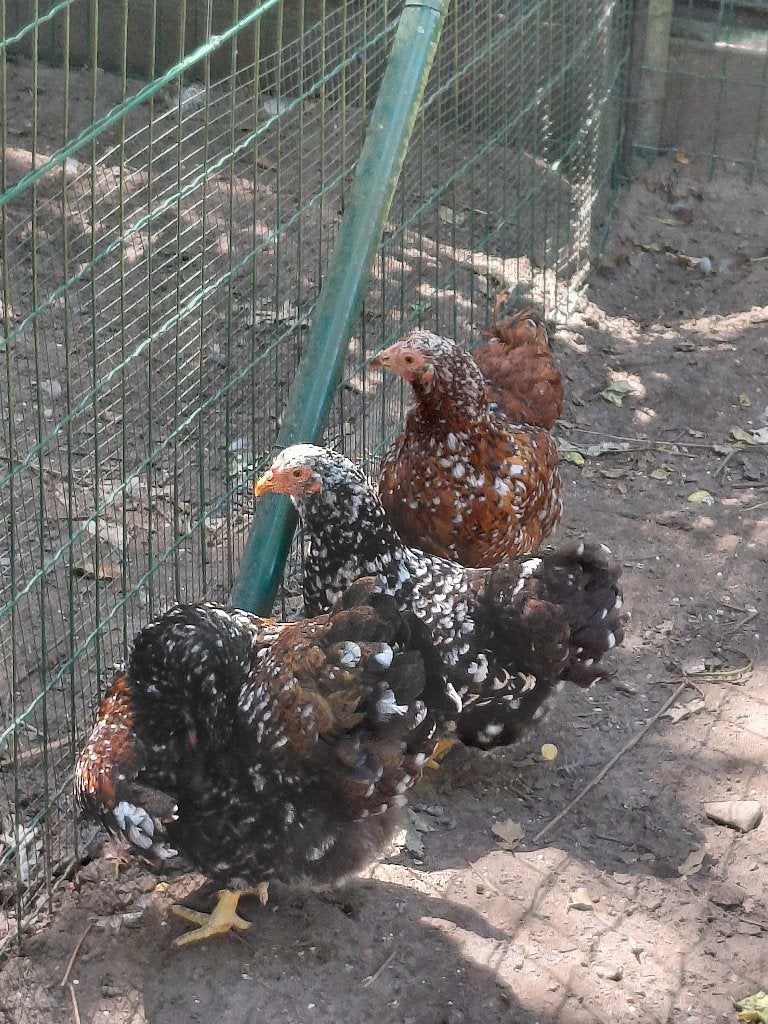 Kippen, Femelle, Poule ou poulet