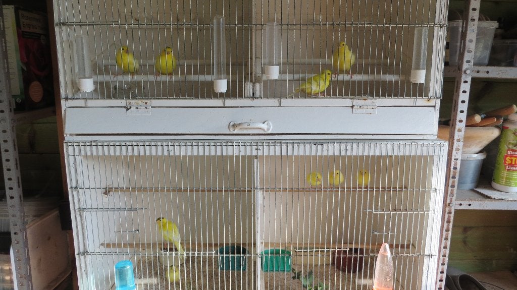 kanarie, Dieren en Toebehoren, Meerdere dieren, Kleurkanarie