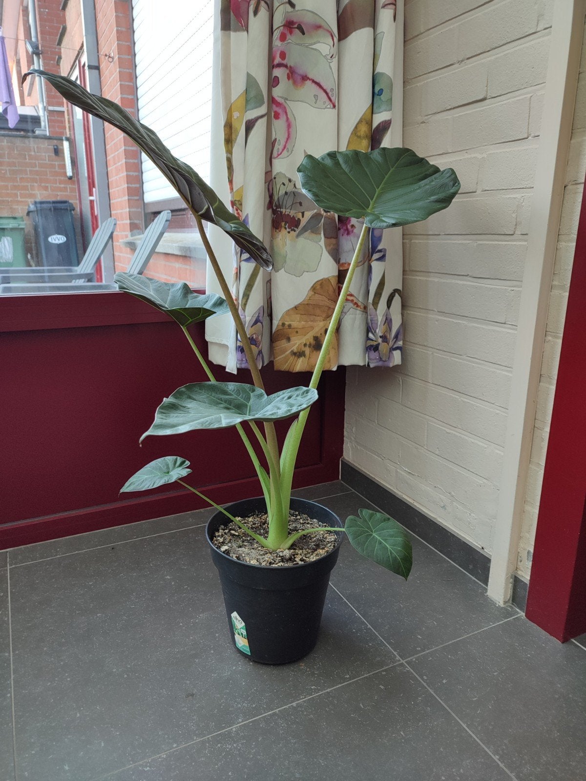Alocasia/Oreille d'éléphant, Enlèvement