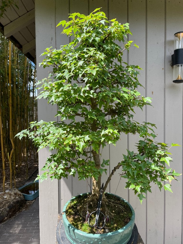 Acer buergerianum bonsai, Tuin en Terras, Planten | Bomen, Ophalen, In pot