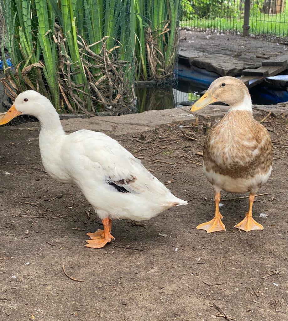 Indische Loopeenden, Dieren en Toebehoren