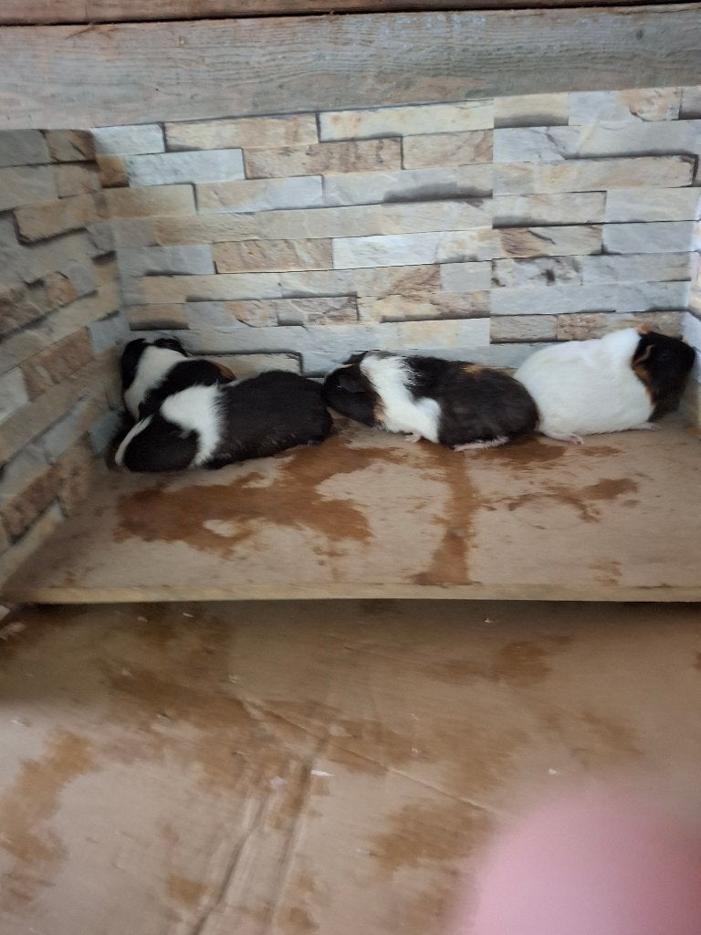 Cavia's, Dieren en Toebehoren, Mei, Cavia, Tam
