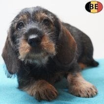 Chiots Teckel à poil dur à vendre — Caractère et malice, Commerçant, Chien (mâle), Belgique, 8 à 15 semaines