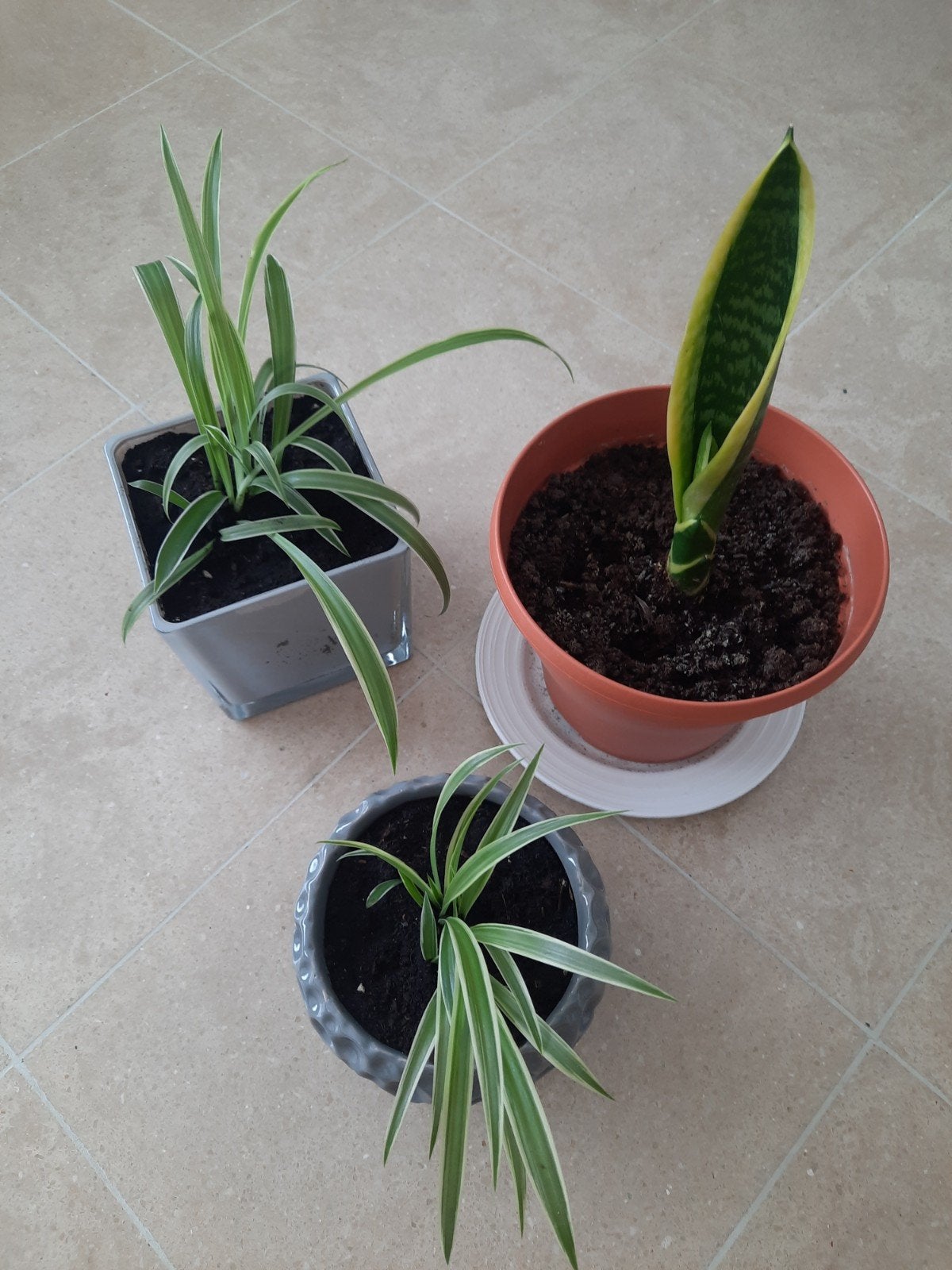 Kamerplant Sanseveria Graslelie, Huis en Inrichting, Kamerplanten, Ophalen