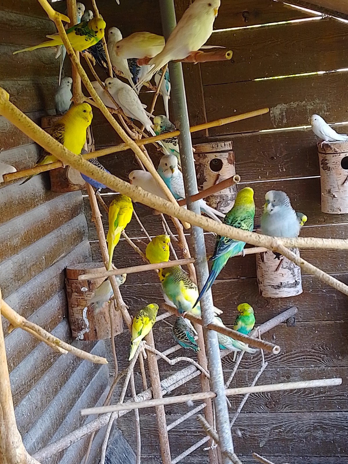 Différentes couleurs de jeunes perruches prêtes à grandir, Animaux & Accessoires, Oiseaux | Perruches & Perroquets, Perruche, Plusieurs animaux