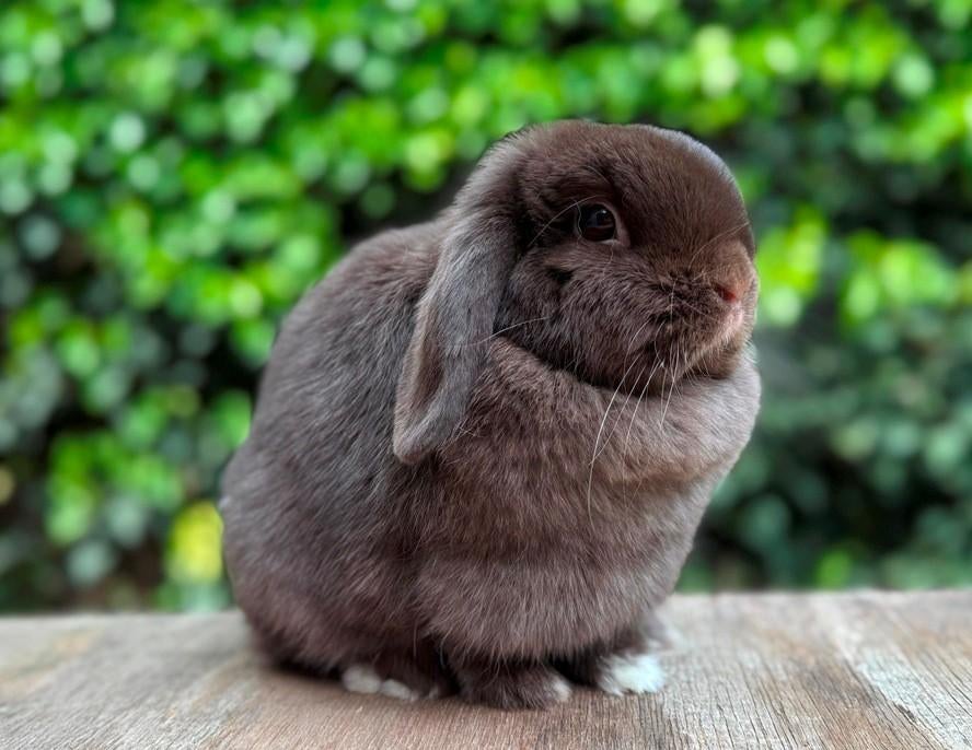 Super mooie lieve raszuivere jonge Minilop knuffelvoedster, Femelle, Petit, Oreilles tombantes, 0 à 2 ans