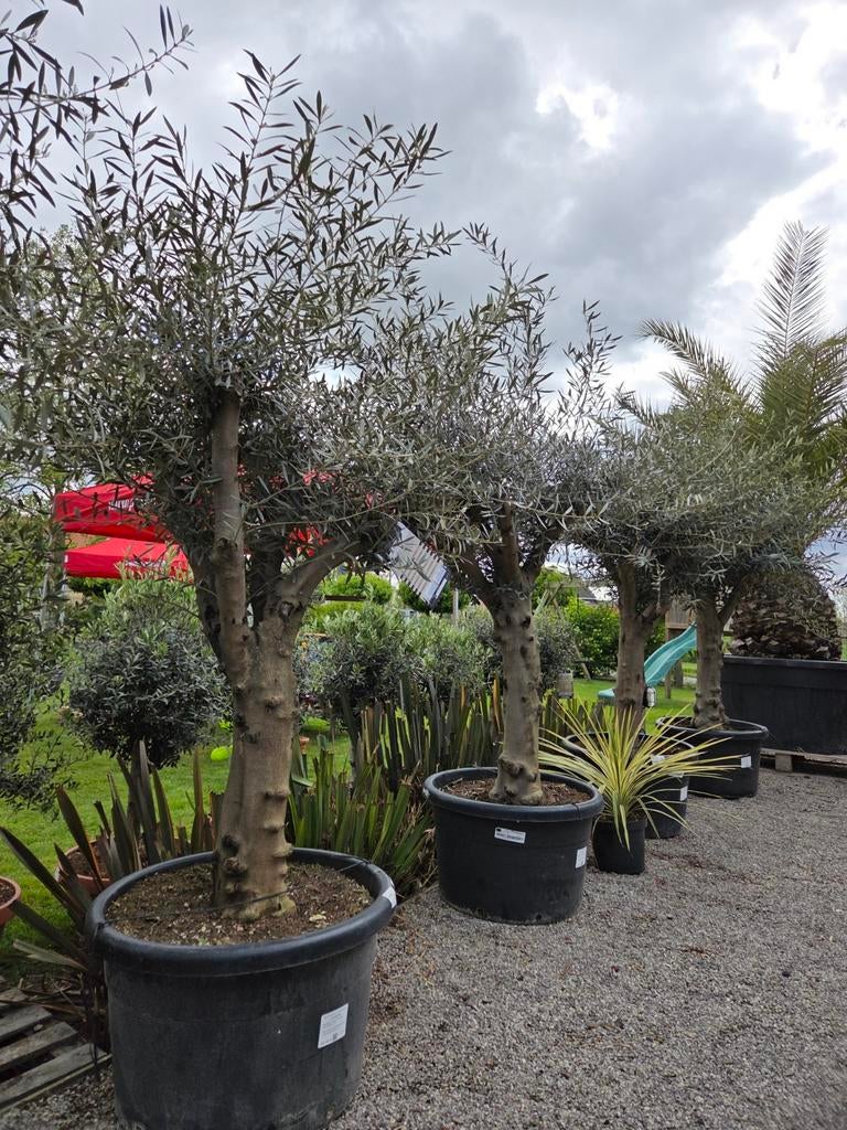 Mooi vertakte olijfbomen Olea Europaea, Tuin en Terras, Ophalen, Olijfboom