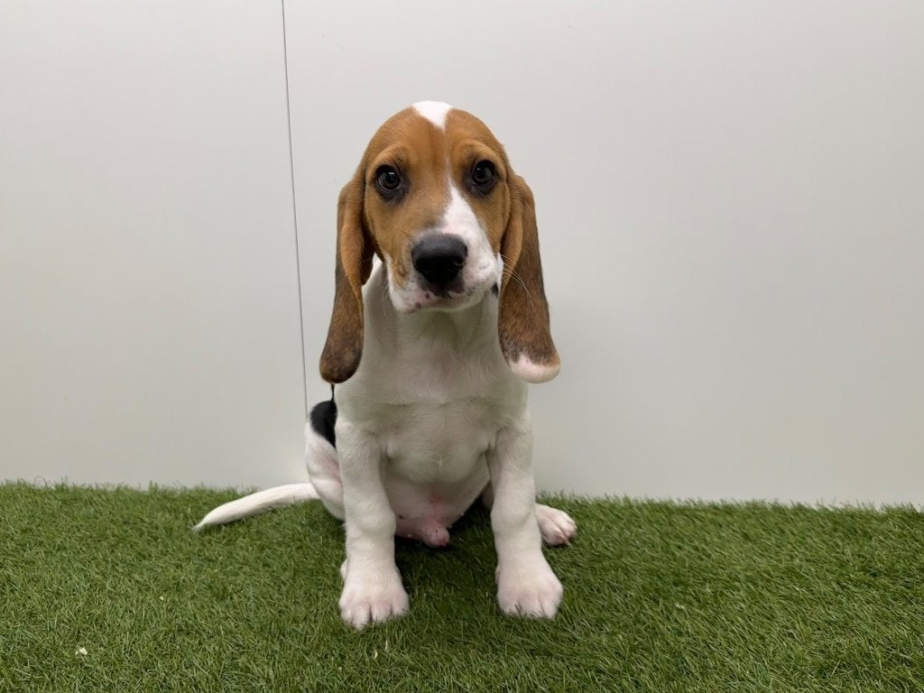 Beagle pups, België, Beagle, 8 tot 15 weken, CDV (hondenziekte)