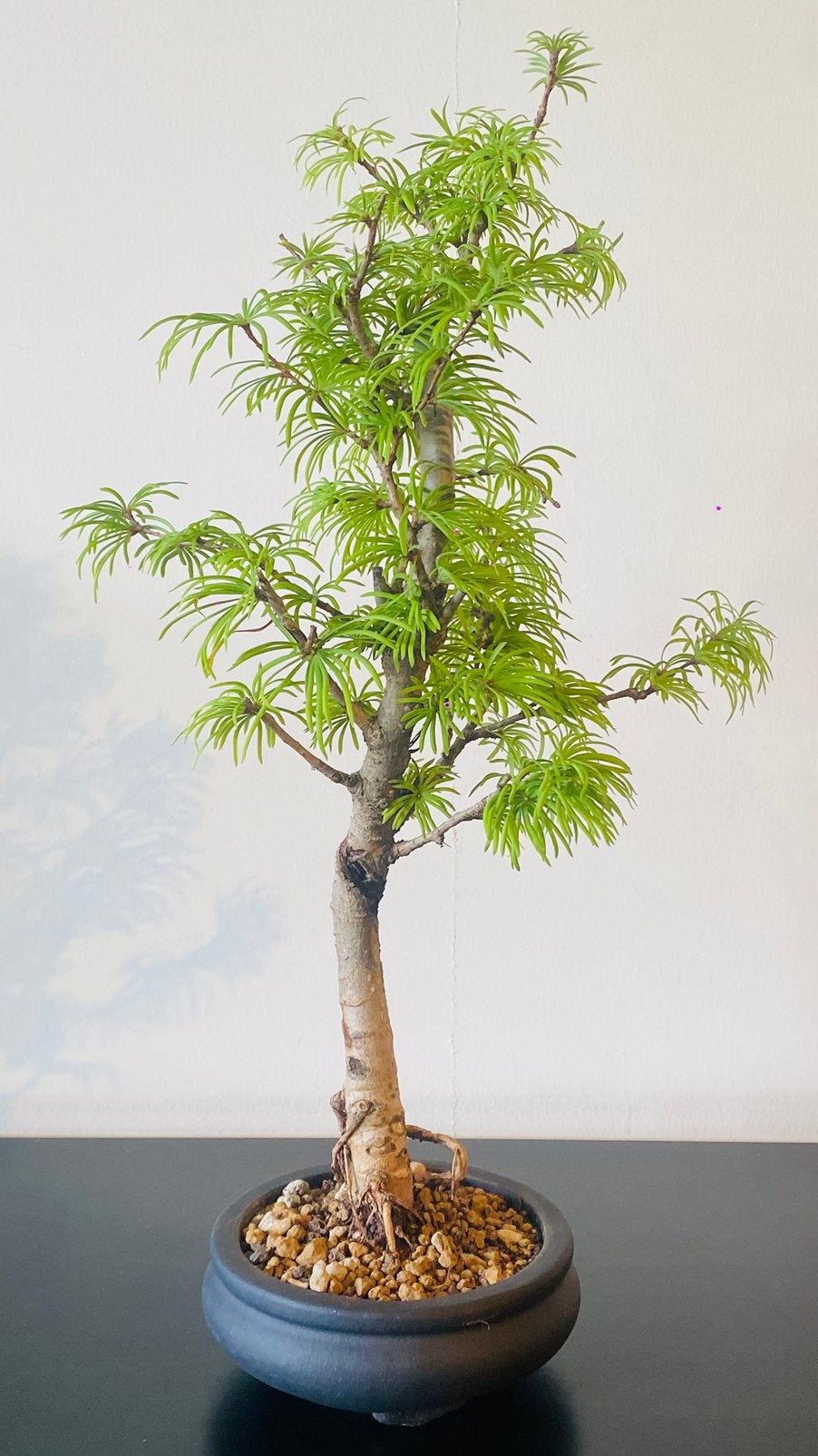 Bonsai Goudlork (goudlarix) + bonsai pot, Jardin & Terrasse, Plantes | Arbres, Enlèvement, En pot, Ombre partielle, Moins de 100 cm
