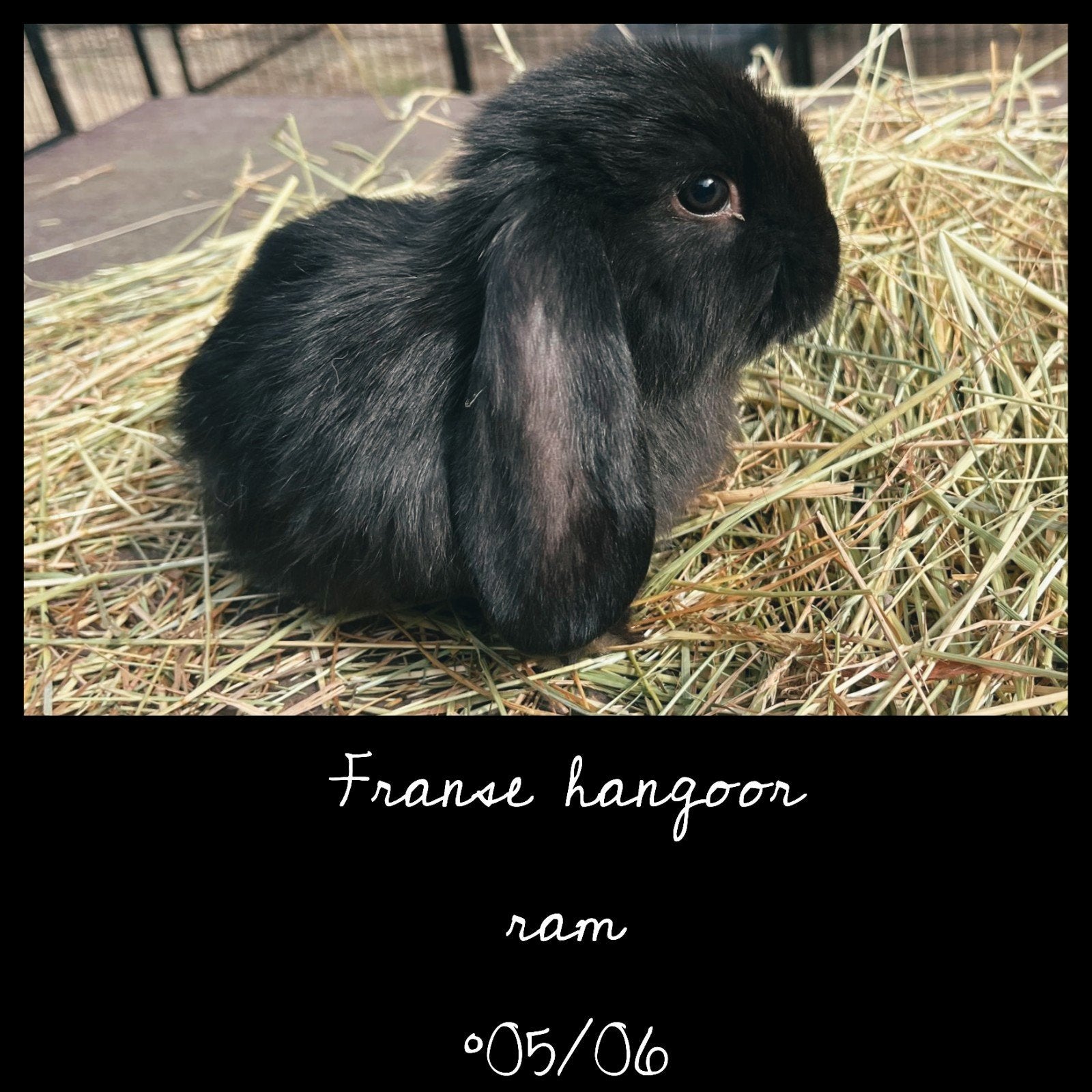 Franse Hangoor - rammetje, Dieren en Toebehoren, Konijnen, Mannelijk, Groot, Hangoor, 0 tot 2 jaar