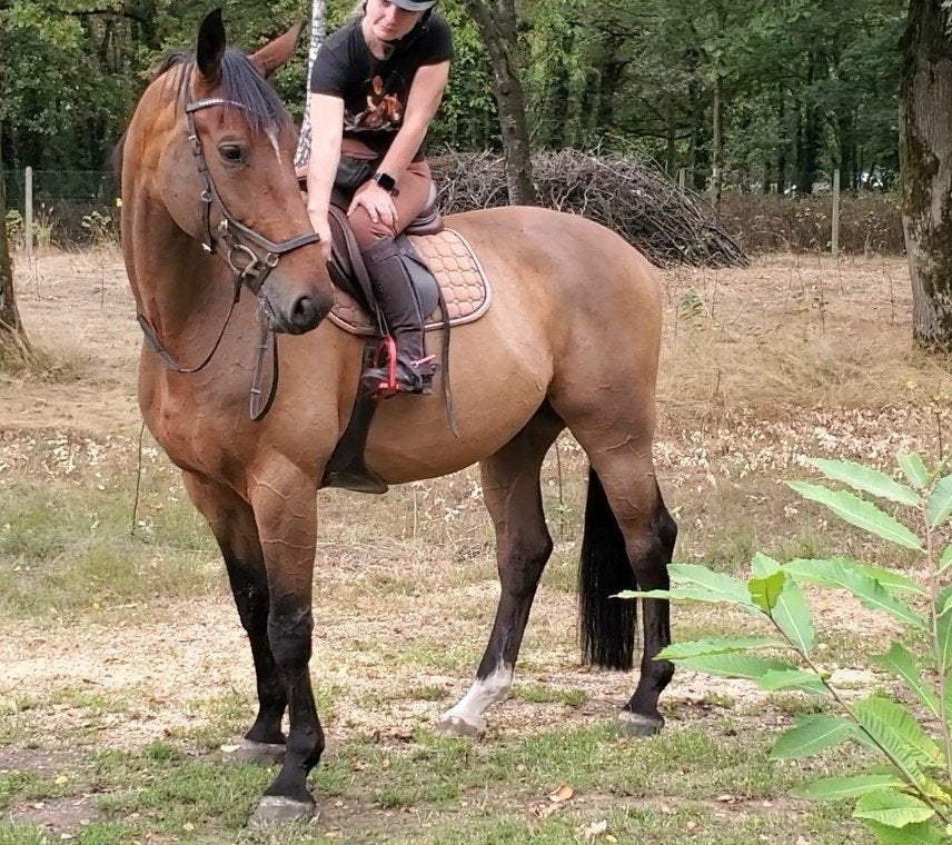 Geweldig leuk sportief recreatie paard., Dieren en Toebehoren, Met stamboom, Ruin, 170 tot 175 cm, L